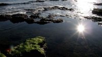 Болгарские ученые разрабатывают технологию уменьшения содержания сероводорода в Черном море