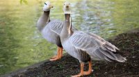 Птицы-путешественники – новые обитатели Центра спасения природы и животных в Добриче