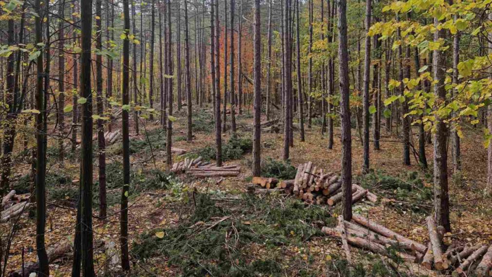 Рекордно низкие объемы заготовки древесины по результатам 2025 года