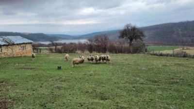 Проверки показали: В Болгарии нет животных, зараженных чумой