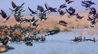 Мягкое начало зимы повлияло на миграцию птиц