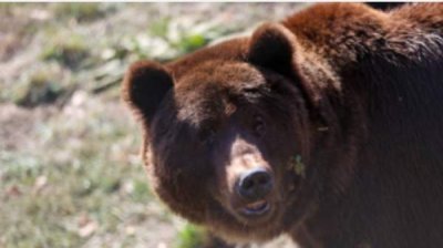 Внимание, медведь! Инцидент в Карлово возобновил дискуссию о сосуществовании с хищником