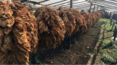 Производители табака выступают против запрета субсидирования сектора в ЕС