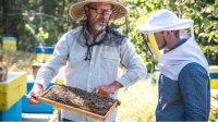 Пчеловодческий университет будет обучать любителей природы основам ремесла пчеловода
