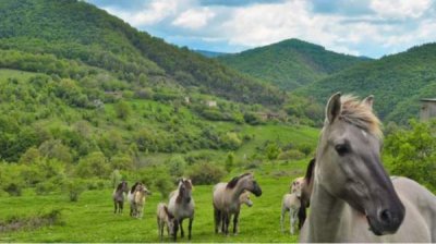 Круговорот жизни: как Восточные Родопы стали моделью восстановленной экосистемы