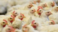 Почти 90 тысяч птиц уничтожено в Болгарии из-за птичьего гриппа