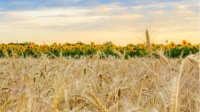 Запрет на импорт зерна из Украины продлили еще на три месяца