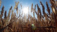 Урожай пшеницы в Болгарии на 25%  ниже прошлогоднего