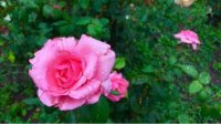 В Молдове будут выращивать и изучать болгарскую розу