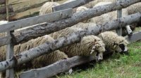 Более 100 000 виртуальных овец и коз получают субсидии