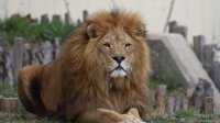 В Софийском зоопарке скончался лев Славчо