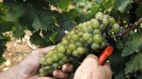 Ожидается более слабый урожай винограда
