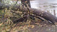Ураганный ветер в Сливене, в Смолянской области населенные пункты остались без электричества