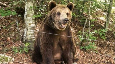 Белица &ndash; там, где медведи счастливы