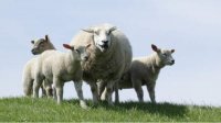 Болгарское овцеводство находится в упадке
