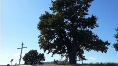 Болгария выбирает «Европейское дерево года»