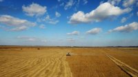 Урожай зерновых в Восточной Болгарии сократился в два раза из-за засухи