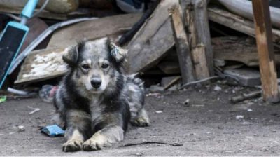 Растет количество брошенных и усыновленных собак