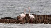 В Болгарии зимуют розовые фламинго из Италии, Испании, Турции и Франции