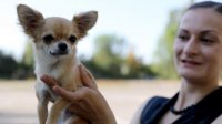 Спасена собака, незаконно вывезенная из Болгарии в Норвегию