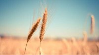 ЕС выплатит компенсацию за украинское зерно после снятия запрета на ввоз