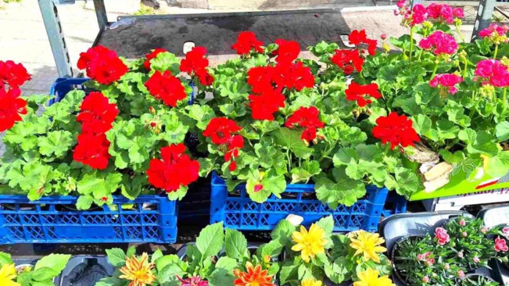 В Пловдиве открывается выставка &laquo;Цветная весна&raquo;