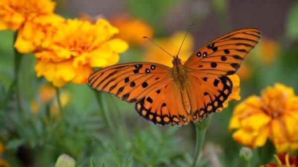 Праздник бабочки показывает красоту болгарской природы