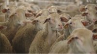 Овцеводы требуют вакцинации животных против оспы и готовы к протестам