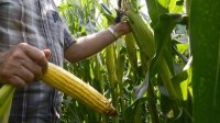 Знаем ли мы правду о ГМО?