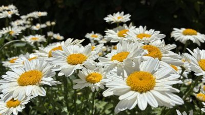 На курорте Старозагорски-Бани отметят праздник солнца, трав и воды