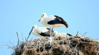 В село Подкрепа прилетели первые аисты