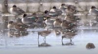 В Атанасовском озере обнаружена новая для Болгарии птица