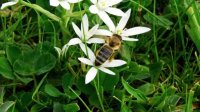Болгарские пчеловоды требуют государственных субсидий