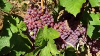 Виноделы: Болгария должна рекламироваться как страна с вековыми традициями в виноделии