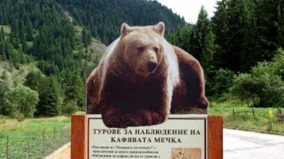 Фотоохота на медведей