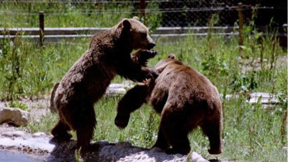 Танцующие медведи близ Белицы снова приветствуют посетителей