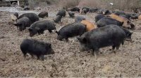 В Болгарии выявлен еще один очаг африканской чумы свиней