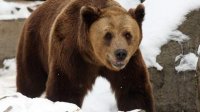 Брюссель заставил Болгарию ввести мораторий на отстрел бурых медведей