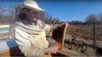 Пчеловод: В Софии подходящие условия для городского пчеловодства