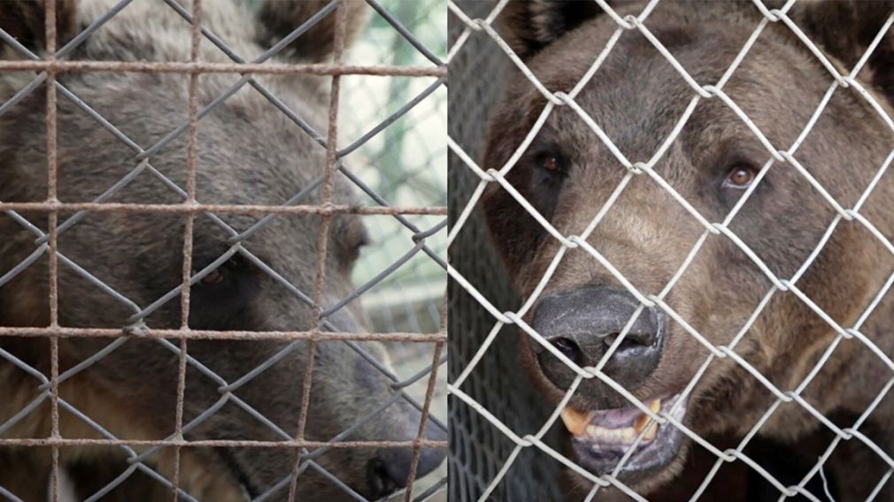 В Белице приютят двух медведей из Аргентины