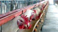 Болгария опасается нелояльной конкуренции в торговле яйцами на рынке ЕС