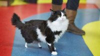 Пух – болгарский кот, получивший новые «лапы» и полноценную жизнь