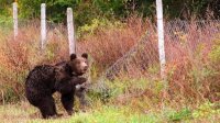 Медведь напал на женщину в горах Рила