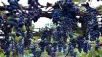 Почему виноградари в Болгарии обречены на банкротство?