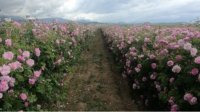 Нет рынка сбыта для болгарских масличных роз