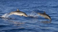 Экологи исследуют поведение и популяцию дельфинов в Черном море