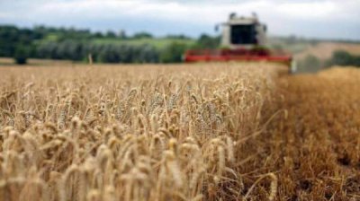 Хороший урожай пшеницы дает спокойствие за хлеб, но проблемы в отрасли остаются