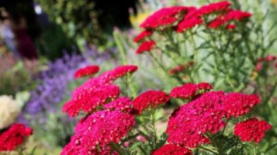 Болгария &ndash; самый большой производитель лекарственных трав в Европе