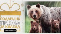 Началась кампания по защите медведей в Болгарии