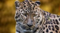 В зоопарке Стара-Загоры вернули в клетку сбежавшего леопарда